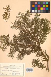 Taxus cuspidata Siebold & Zucc., Siberia, Russian Far East (S6) (Russia)