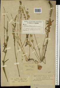 Silene densiflora d'Urv., Eastern Europe, Central region (E4) (Russia)