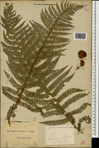 Polystichum aculeatum (L.) Roth, Caucasus, Black Sea Shore (from Novorossiysk to Adler) (K3) (Russia)