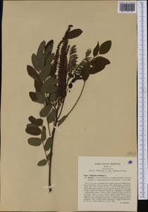 Amorpha fruticosa L., Western Europe (EUR) (Italy)
