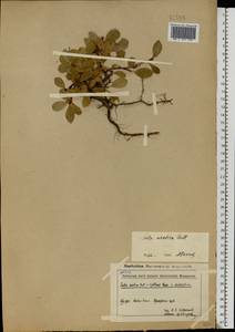Salix arctica Pall., Eastern Europe, Northern region (E1) (Russia)
