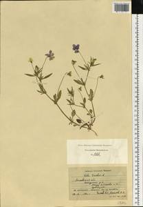 Viola tricolor L., Eastern Europe, Moscow region (E4a) (Russia)