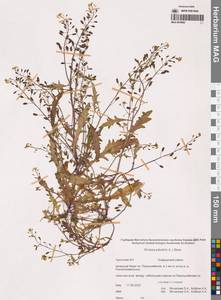 Rorippa palustris (L.) Besser, Siberia, Chukotka & Kamchatka (S7) (Russia)