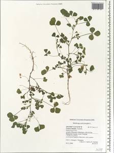 Medicago polymorpha L., Africa (AFR) (Spain)
