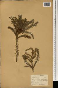 Cryptomeria japonica (Thunb. ex L. f.) D. Don, South Asia, South Asia (Asia outside ex-Soviet states and Mongolia) (ASIA) (Russia)