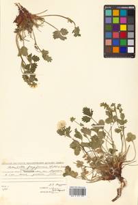 Potentilla fragiformis Willd. ex D. F. K. Schltdl., Siberia, Chukotka & Kamchatka (S7) (Russia)