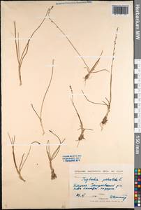 Triglochin palustris L., Siberia, Baikal & Transbaikal region (S4) (Russia)
