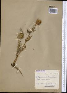 Cousinia chrysantha Kult., Middle Asia, Western Tian Shan & Karatau (M3)