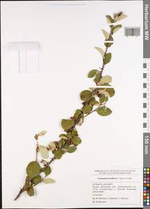 Cotoneaster laxiflorus (J. Jacq.) Lindl., Eastern Europe, Middle Volga region (E8) (Russia)