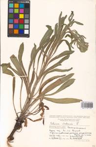 Echium italicum subsp. biebersteinii (Lacaita) Greuter & Burdet, Eastern Europe, Moscow region (E4a) (Russia)