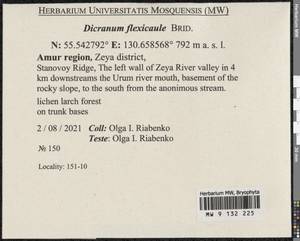 Dicranum flexicaule Brid., Bryophytes, Bryophytes - Russian Far East (excl. Chukotka & Kamchatka) (B20) (Russia)