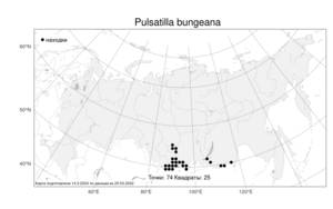 Pulsatilla bungeana C. A. Mey. ex Ledeb., Atlas of the Russian Flora (FLORUS) (Russia)