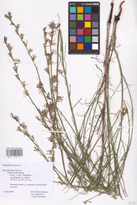 Chondrilla juncea L., Eastern Europe, Central forest-and-steppe region (E6) (Russia)