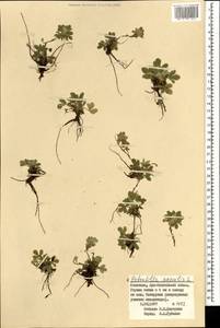 Potentilla acaulis L., Mongolia (MONG) (Mongolia)