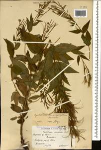 Epilobium anatolicum subsp. prionophyllum (Hausskn.) P. H. Raven, Caucasus, Armenia (K5) (Armenia)