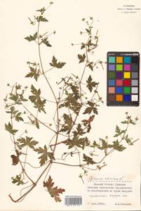Geranium sibiricum L., Siberia, Russian Far East (S6) (Russia)