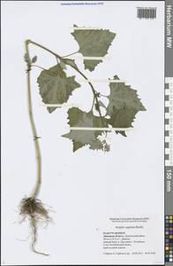 Atriplex sagittata Borkh., Eastern Europe, Central forest-and-steppe region (E6) (Russia)