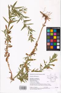 MHA 0 159 725, Gratiola officinalis L., Eastern Europe, Central region (E4) (Russia)