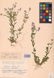 Polygala vulgaris L., Eastern Europe, Western region (E3) (Russia)