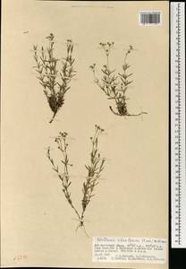 Adenonema cherleriae (Fisch. ex Ser.) M. T. Sharples & E. A. Tripp, Mongolia (MONG) (Mongolia)