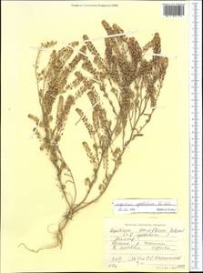 Lepidium apetalum Willd., Middle Asia, Pamir & Pamiro-Alai (M2) (Tajikistan)