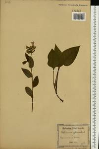 Pulmonaria obscura Dumort., Eastern Europe, South Ukrainian region (E12) (Ukraine)