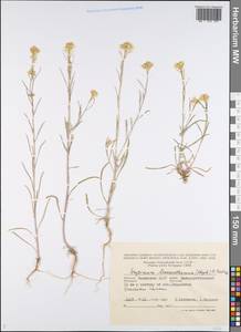 Erysimum leucanthemum (Stephan ex Willd.) B. Fedtsch., Eastern Europe, Lower Volga region (E9) (Russia)