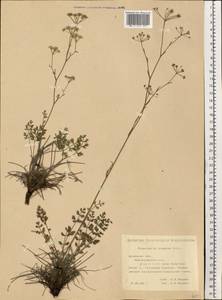 Pimpinella tragium Vill., Eastern Europe, South Ukrainian region (E12) (Ukraine)