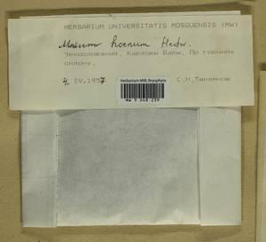 Mnium hornum Hedw., Bryophytes, Bryophytes - Western Europe (BEu) (Czech Republic)