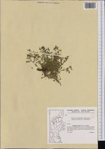 Spergularia rubra (L.) J. Presl & C. Presl, Western Europe (EUR) (Denmark)
