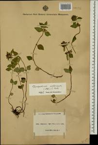 Clinopodium umbrosum (M.Bieb.) K.Koch, Caucasus, Azerbaijan (K6) (Azerbaijan)