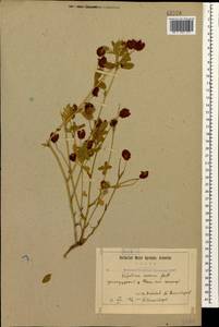 Trifolium aureum Pollich, Caucasus, Armenia (K5) (Armenia)