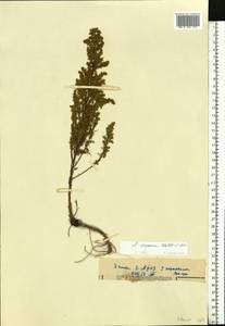 Artemisia scoparia Waldst. & Kit., Eastern Europe, Estonia (E2c) (Estonia)