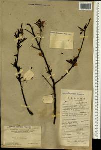 Prunus persica (L.) Stokes, South Asia, South Asia (Asia outside ex-Soviet states and Mongolia) (ASIA) (China)