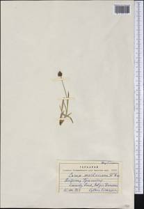 Carex macloviana d'Urv., America (AMER) (Greenland)