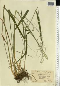 Festuca altissima All., Eastern Europe, West Ukrainian region (E13) (Ukraine)