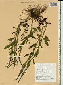 Veronica spicata L., Eastern Europe, Central forest-and-steppe region (E6) (Russia)