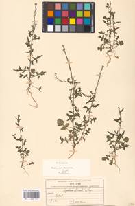 Sisymbrium officinale (L.) Scop., Eastern Europe, Moscow region (E4a) (Russia)
