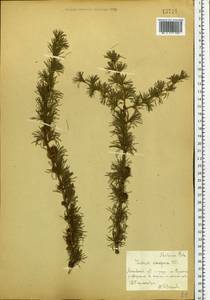 Larix decidua (L.) Mill., Eastern Europe, Moscow region (E4a) (Russia)