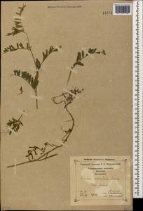 Vicia ciliatula Lipsky, Caucasus, Georgia (K4) (Georgia)