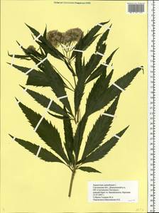 Eupatorium cannabinum L., Eastern Europe, Western region (E3) (Russia)