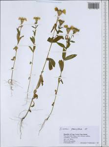 Zinnia peruviana (L.) L., Africa (AFR) (Cape Verde)