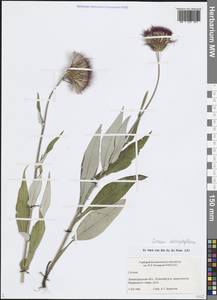 Cirsium heterophyllum (L.) Hill, Eastern Europe, North-Western region (E2) (Russia)