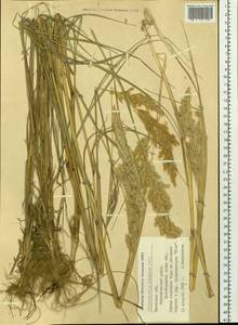 Calamagrostis epigejos (L.) Roth, Siberia, Western Siberia (S1) (Russia)