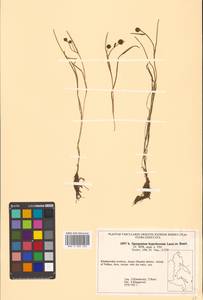 Sparganium hyperboreum Laest. ex Beurl., Siberia, Russian Far East (S6) (Russia)