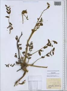 Onobrychis chorassanica Boiss., Middle Asia, Karakum (M6) (Turkmenistan)