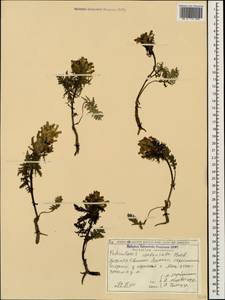 Pedicularis condensata M. Bieb., Caucasus, Georgia (K4) (Georgia)