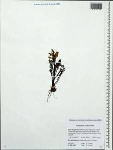 Pedicularis oederi, Siberia, Baikal & Transbaikal region (S4) (Russia)