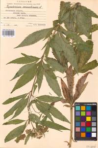 Eupatorium cannabinum L., Eastern Europe, Moscow region (E4a) (Russia)