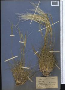 Stipa karataviensis Roshev., Middle Asia, Western Tian Shan & Karatau (M3) (Kazakhstan)